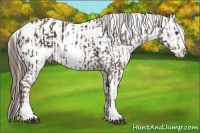 Horse Color:Liver Chestnut Sabino Splash Appaloosa  and Liver Chestnut Sabino Splash Appaloosa 
