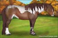 Horse Color:Chocolate Bay Chinchilla Sabino Splash and Chocolate Bay Sabino Splash