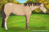 Horse Color:Amber Champagne 