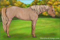 Horse Color:Red Roan 