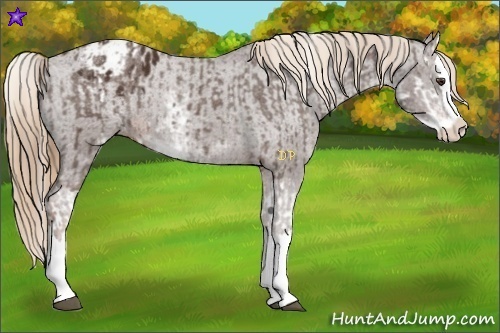 Horse Color:Liver Chestnut Sabino Splash Varnish and Liver Chestnut Sabino Splash Varnish