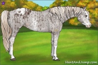 Horse Color:Liver Chestnut Sabino Splash Varnish  and Liver Chestnut Sabino Splash Varnish 