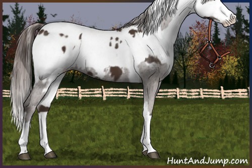 Horse Color:Liver Chestnut Sabino Splash Appaloosa  and Liver Chestnut Sabino Splash Appaloosa Rabicano 
