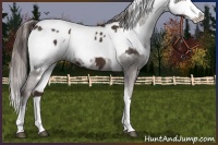 Horse Color:Liver Chestnut Sabino Splash Appaloosa  and Liver Chestnut Sabino Splash Appaloosa Rabicano 