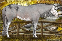 Horse Color:Brown Sabino Splash Appaloosa  and Brown Sabino Splash Appaloosa 