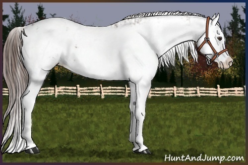 Horse Color:Liver Chestnut Sabino Splash Appaloosa  and Liver Chestnut Sabino Appaloosa 