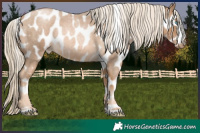 Horse Color:Chocolate Palomino Roan Pearl Appaloosa