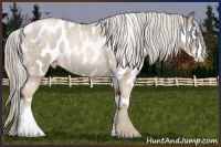 Horse Color:Chocolate Palomino Roan Pearl Appaloosa
