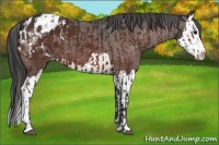 Horse Color:Bay Sabino Splash Appaloosa and Bay Sabino Splash Appaloosa