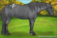 Horse Color:Black Appaloosa
