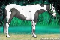 Horse Color:Black Splash Tobiano