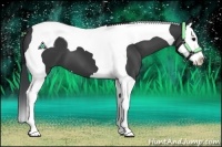 Horse Color:Black Splash Tobiano 