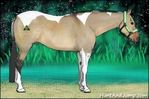 Horse Color:Brown Dun Tobiano 