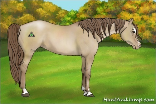 Horse Color:Grullo Pearl Sabino