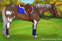 Horse Color:White Spotted Silver Bay 