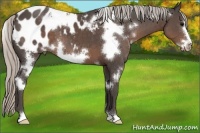 Horse Color:White Spotted Silver Black Frame Appaloosa 