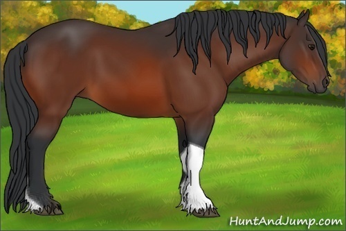 Horse Color:Bay Tobiano