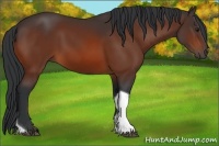 Horse Color:Bay Tobiano 