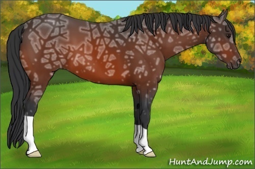 Horse Color:Bay Ice 