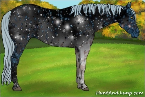 Horse Color:ERROR: UNKNOWN ANOMALY