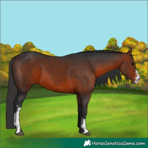 Horse Color:Brown Sabino