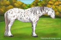 Horse Color:Liver Chestnut Sabino Splash Appaloosa  and Gold Champagne Sabino Splash Appaloosa 