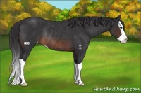 Horse Color:Brown Splash Appaloosa Rabicano