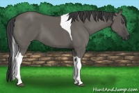 Horse Color:Grullo Tobiano