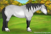 Horse Color:Buckskin Chinchilla Roan