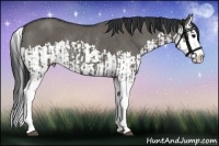 Horse Color:Grullo Sabino Splash  and Grullo Sabino Splash Rabicano 