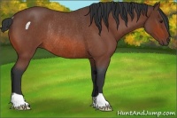 Horse Color:Bay Roan Rabicano 