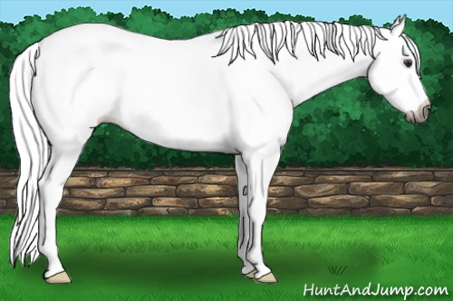 Horse Color:Gray White Spotted Chestnut