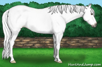 Horse Color:Gray White Spotted Chestnut 