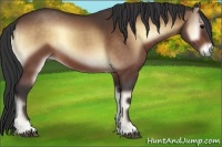 Horse Color:Buckskin Onyx 