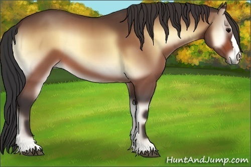 Horse Color:Buckskin Onyx 