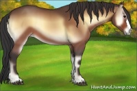 Horse Color:Buckskin Onyx