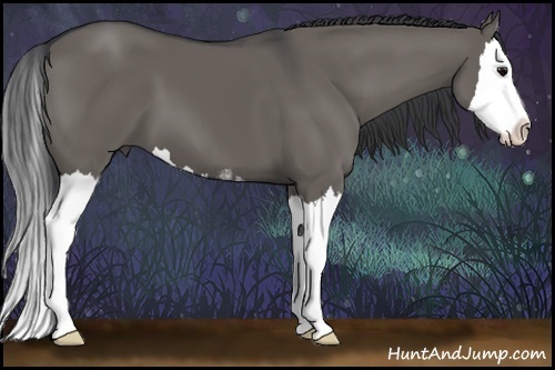 Horse Color:Grullo Sabino Splash