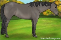 Horse Color:Grullo 