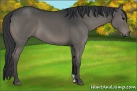 Horse Color:Grullo Brindle