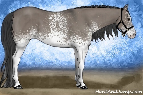 Horse Color:White Spotted Grullo Brindle