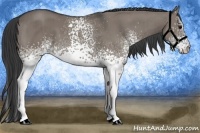 Horse Color:White Spotted Grullo Brindle 