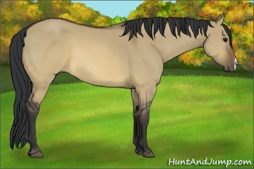 Horse Color:Brown Dun