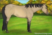 Horse Color:Brown Dun 