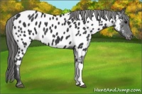 Horse Color:Black Appaloosa