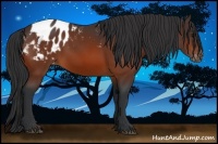Horse Color:Brown Appaloosa 