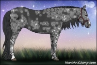 Horse Color:Black Ice  and Black Ice 