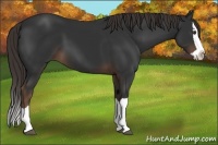 Horse Color:Liver Chestnut Splash 