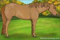 Horse Color:Chestnut  and Chestnut 