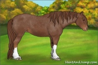 Horse Color:Chestnut Appaloosa