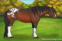 Horse Color:Bay Appaloosa